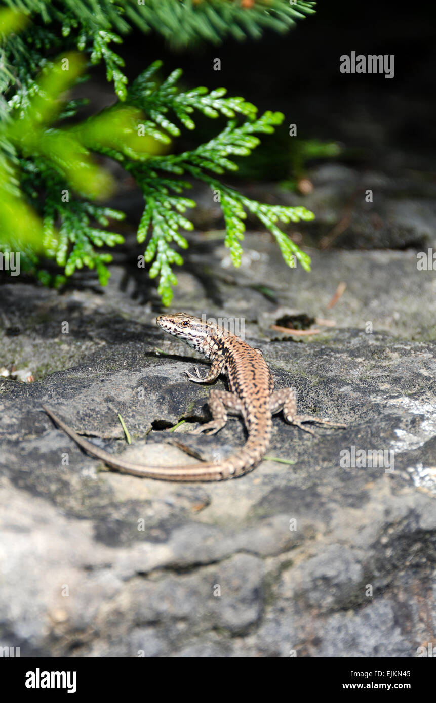 Gemeinsamen Mauereidechse (Podarcis Muralis) sonnen sich auf einer alten Steinmauer in Chagny, Burgund, Frankreich. Stockfoto
