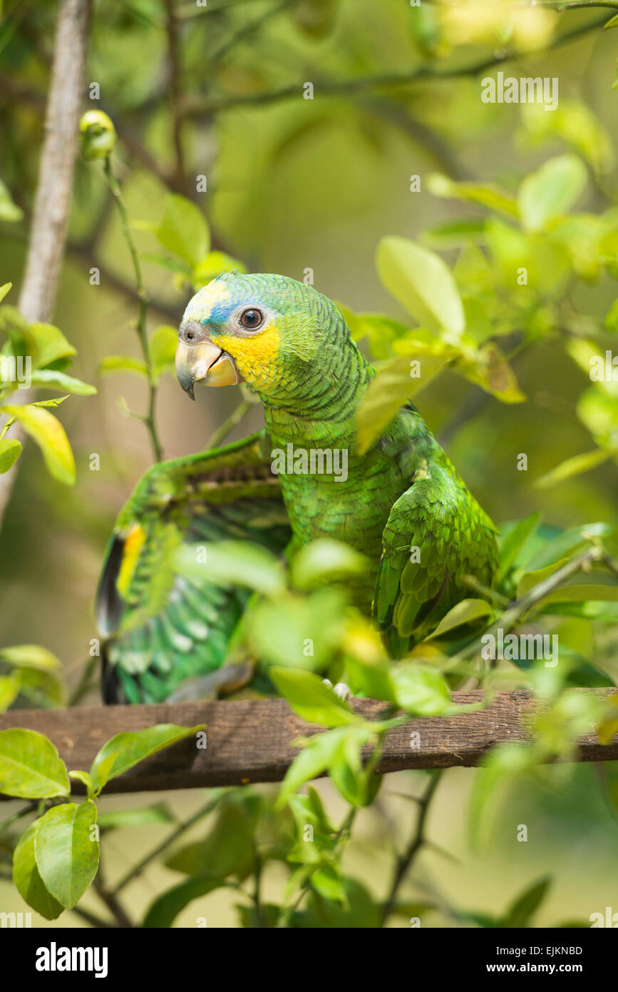 Orange-winged Amazon Parrot, Amazona Amazonica Galibi, Surinam Stockfoto