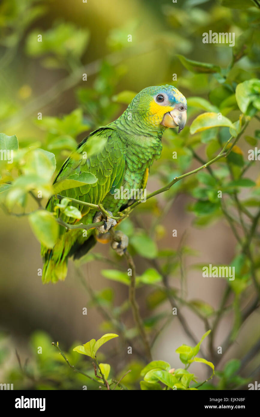 Orange-winged Amazon Parrot, Amazona Amazonica Galibi, Surinam Stockfoto