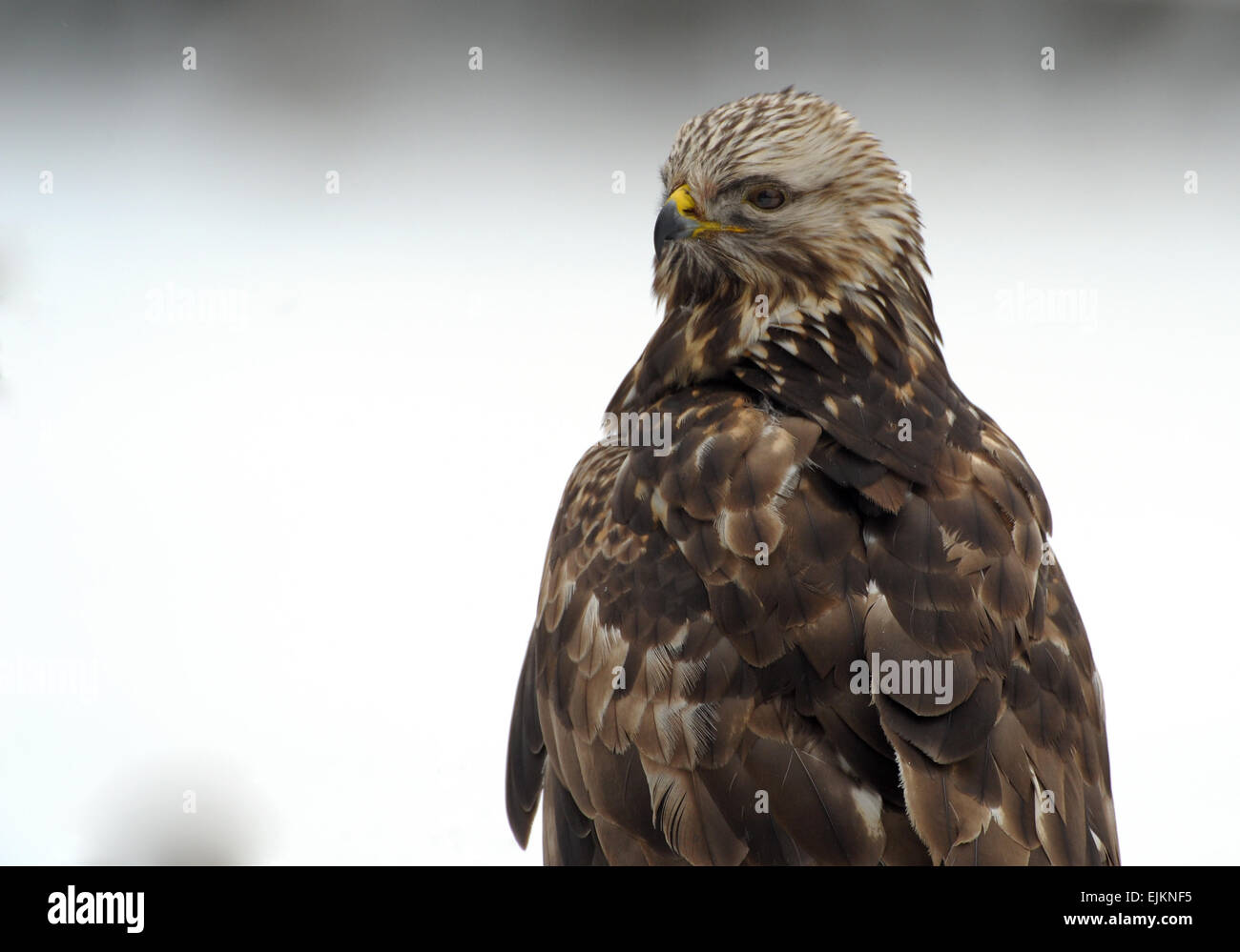 Bory Borów Nationalpark im Winter. Rough-legged Buzard freuen. Horizontale Ansicht Stockfoto