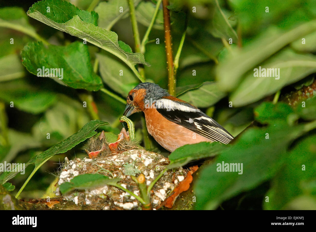 Poland.Bory Borów Nationalpark in June.Nest von der Buchfink auf den Apfelbaum und männlich halten die Raupe im Schnabel Stockfoto