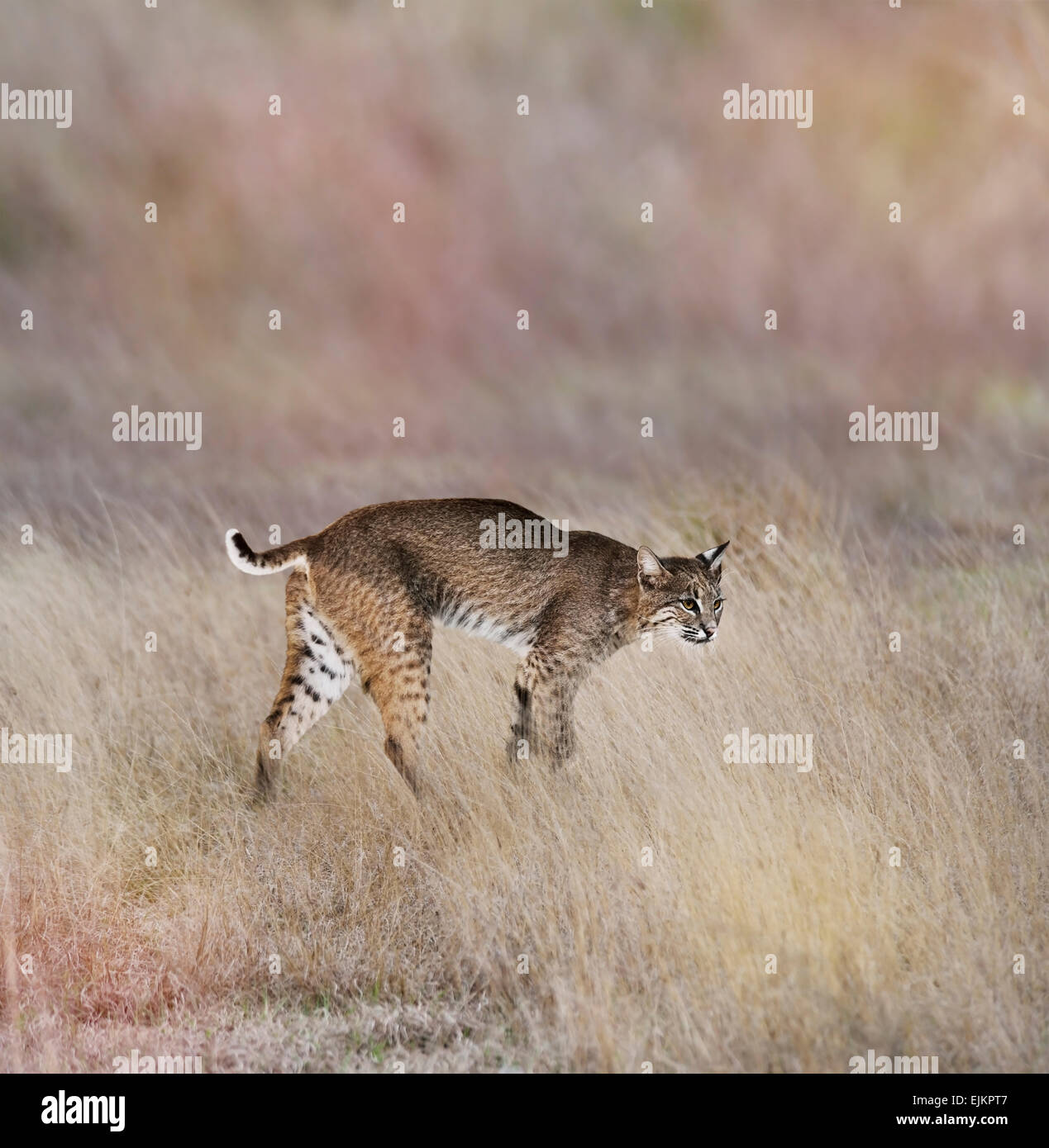 Eine junge Bobcat Walking In The Grass Stockfoto