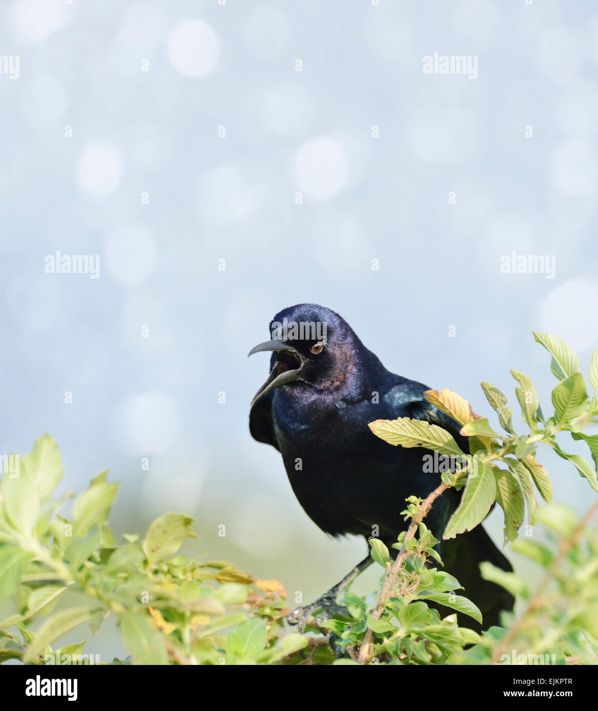 Boot-angebundene Grackle männlich hocken Stockfoto