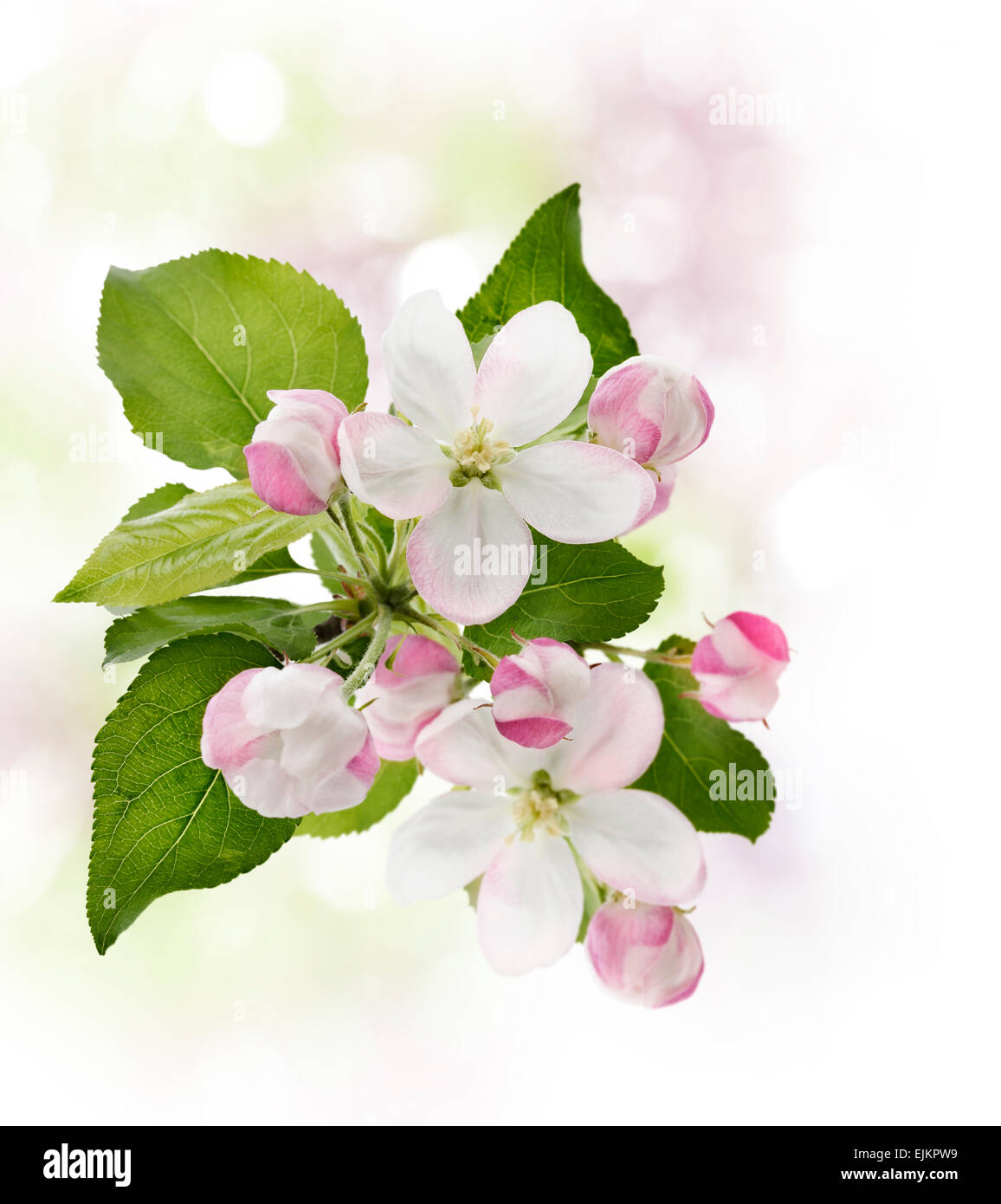 Blühender Apfelbaum im Frühling Stockfoto