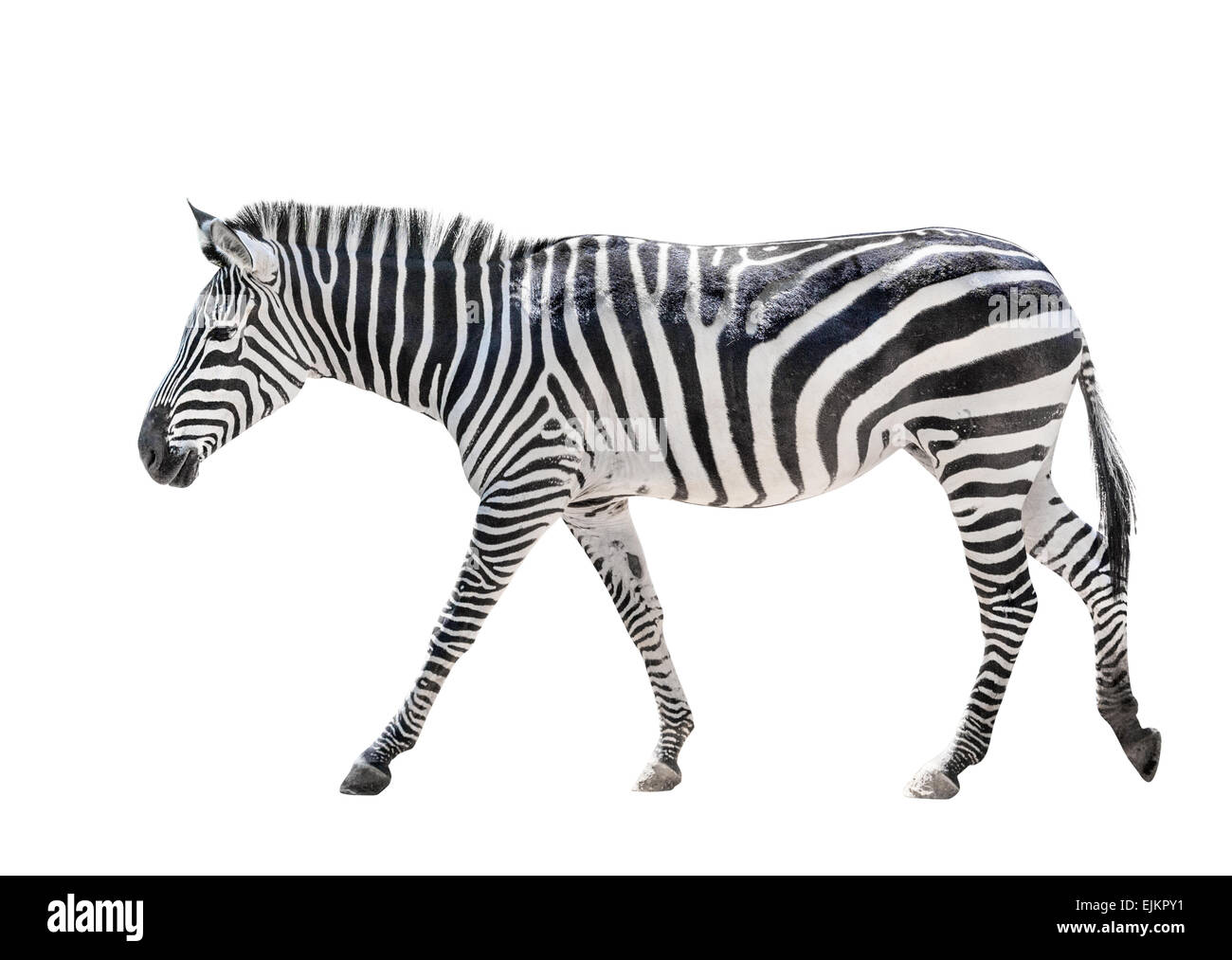 Fuß Zebra isoliert auf weißem Hintergrund Stockfoto