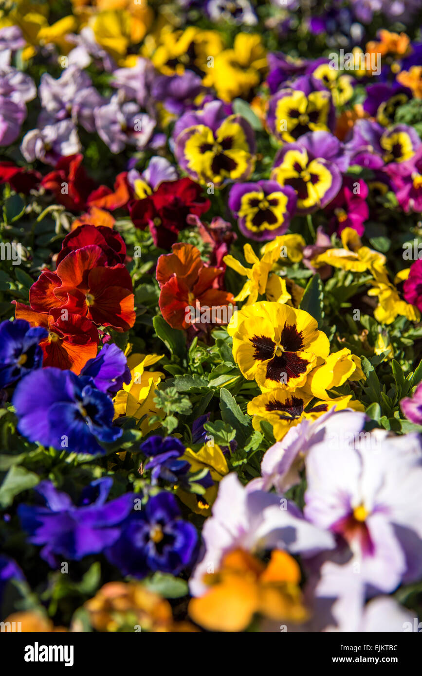 Stiefmütterchen in voller Blüte, Tokyo, Japan Stockfoto