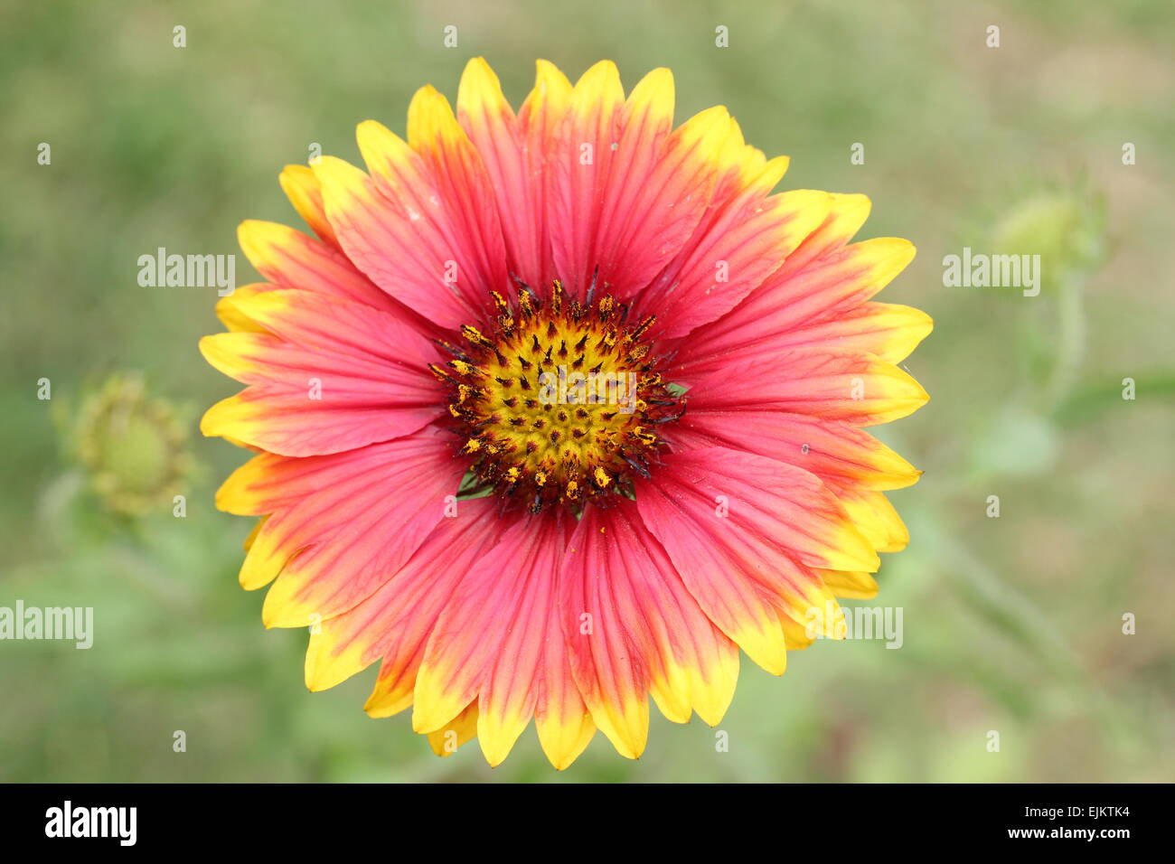Gaillardia Pulchella (indische Decke Blume) Stockfoto