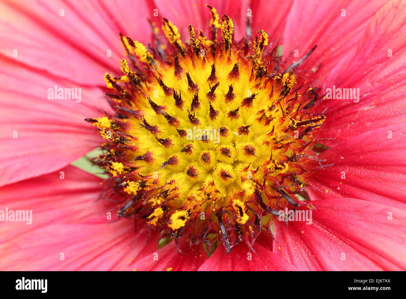 Nahaufnahme der indische Decke Blume Stockfoto