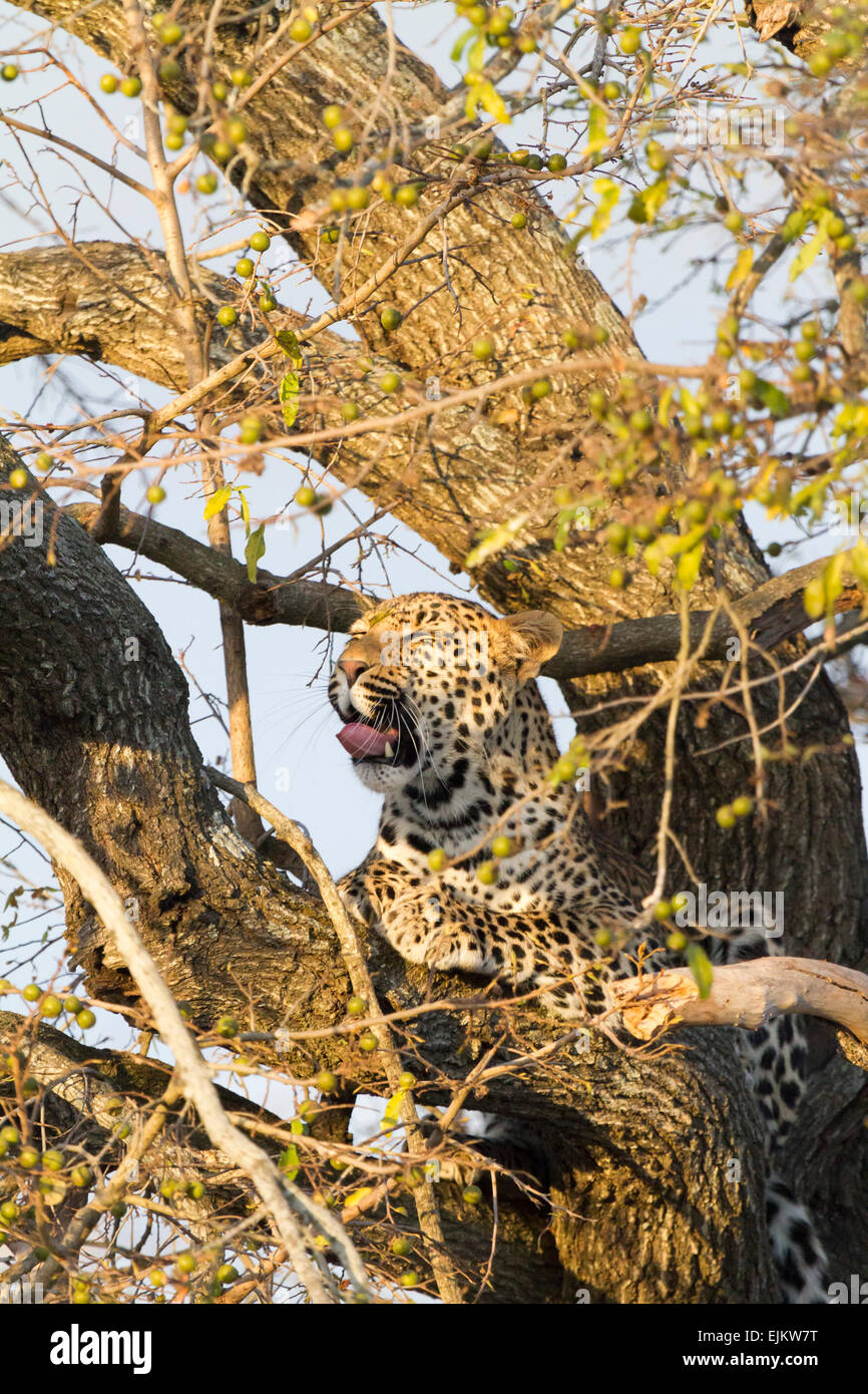 Junge Leoparden im Baum beginnt zu gähnen, Ngala Private Game Reserve, Südafrika Stockfoto