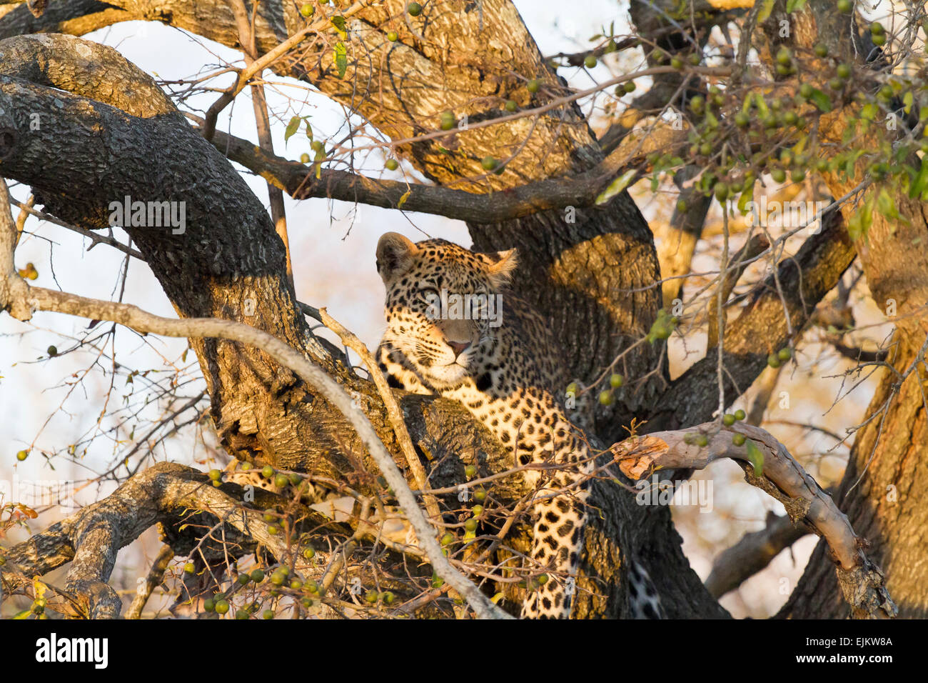 Junge Leoparden beobachten vom Baum, Ngala Private Game Reserve, Südafrika Stockfoto