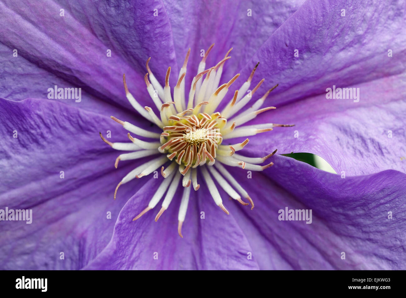 Violette Blume Stockfoto