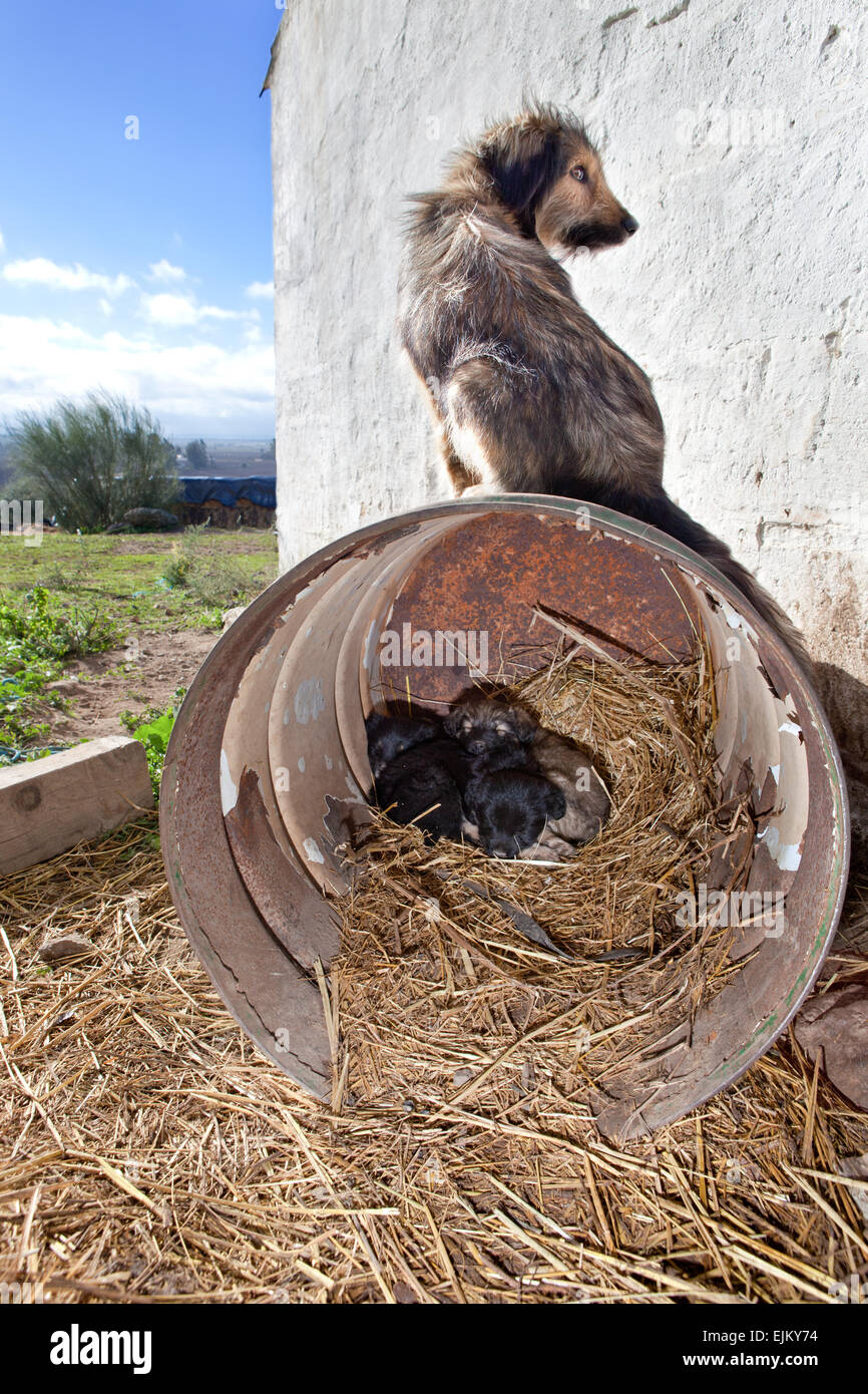 Ein Mutter Hund beobachten, während ihre niedlichen Welpen innerhalb einer großen rostig schlafen können Stockfoto