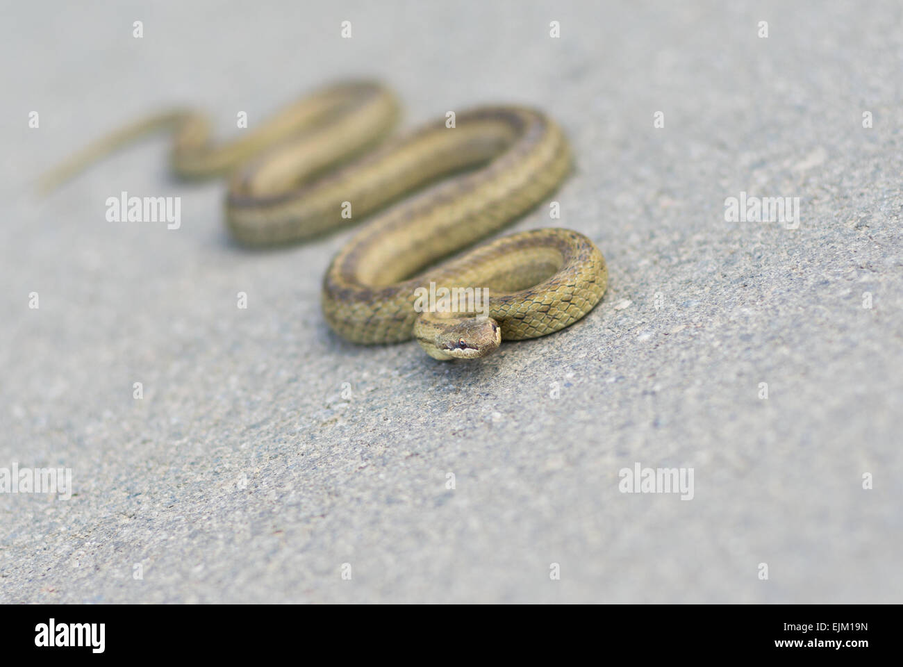 Natürliche Realität - kaltblütige Viper wärmt Körper auf einem herbstlichen Asphalt (flachen Dof). Stockfoto