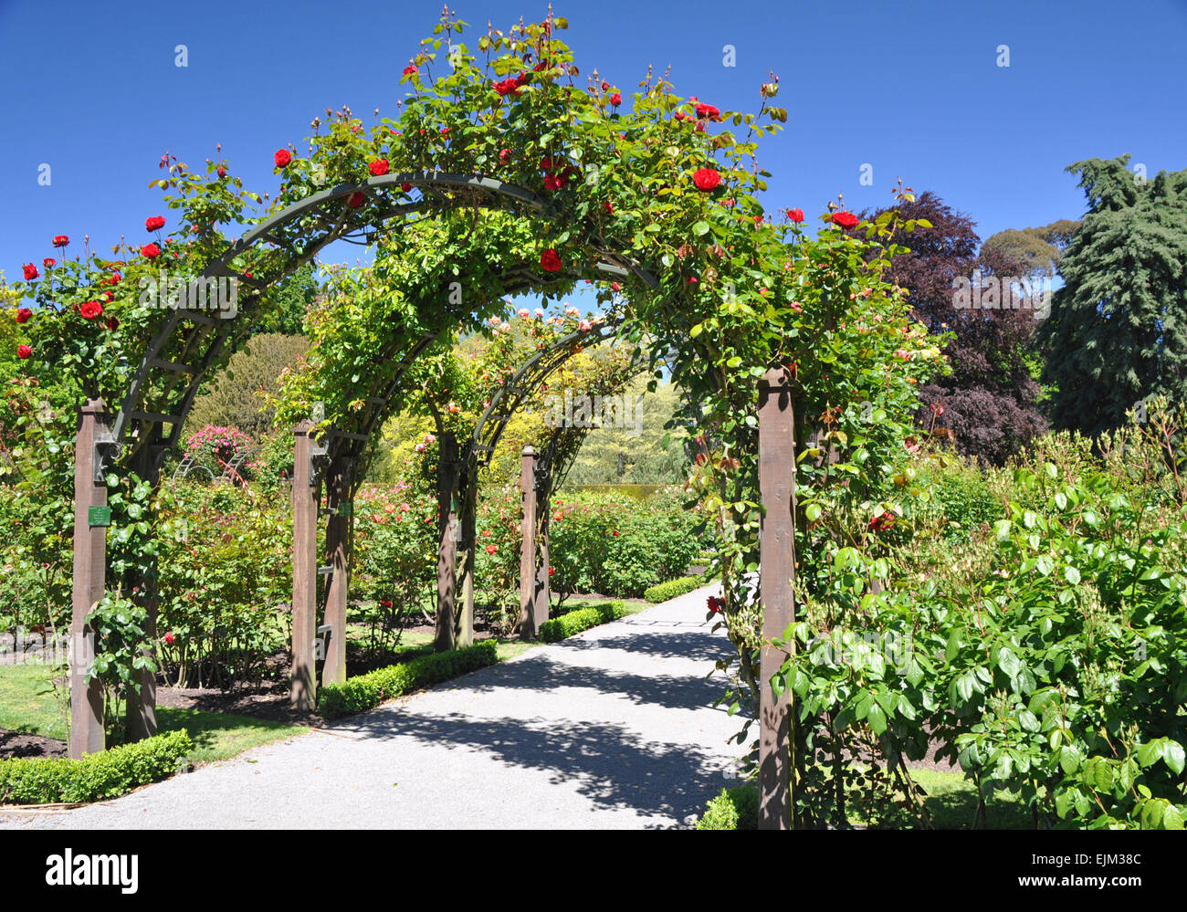 Dieser rose Bogen befindet sich im berühmten englischen Stil, botanische Gärten in Christchurch, Canterburys Provinzhauptstadt. Stockfoto