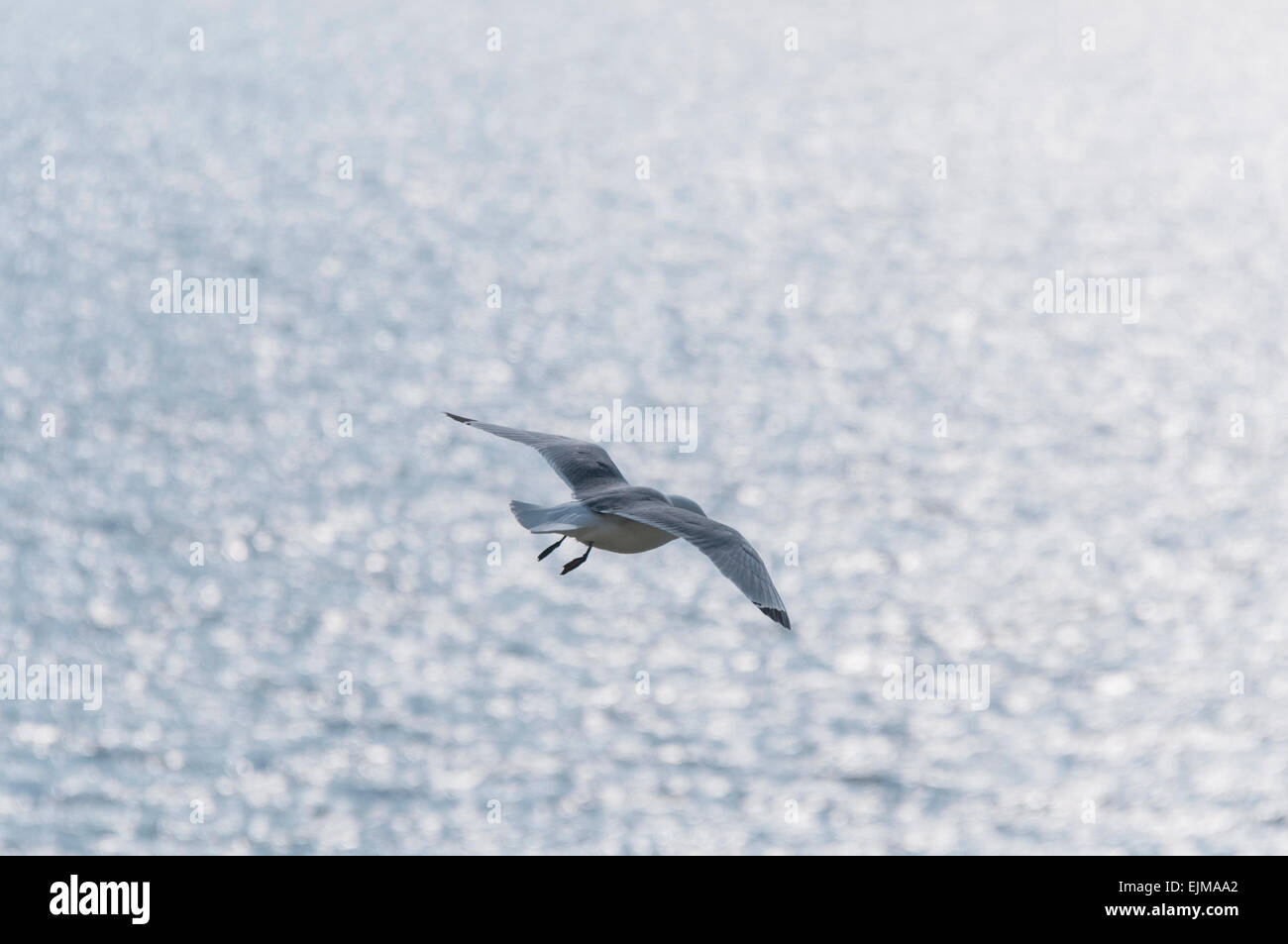 Rückansicht einer Kittiwake "hängenden" über das Meer in Seaford Kopf, East Sussex Stockfoto