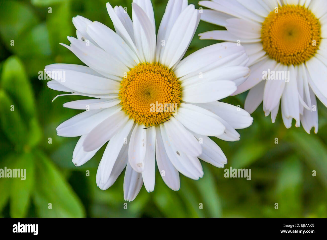 Nahaufnahme von Gänseblümchen (Bellis Perennis) Blume. Stockfoto
