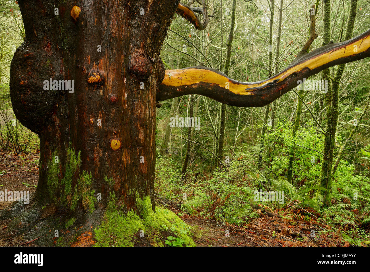 Pacific Madrona (Arbutus) Großbaum an Witty Lagune im Frühjahr-Metchosin, Britisch-Kolumbien, Kanada. Stockfoto