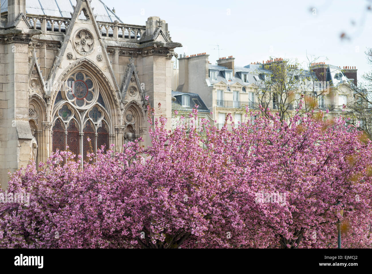 Kwanzan Kirsche Bäume blühen in den Gärten an der Kathedrale Notre Dame, Paris, Frankreich Stockfoto