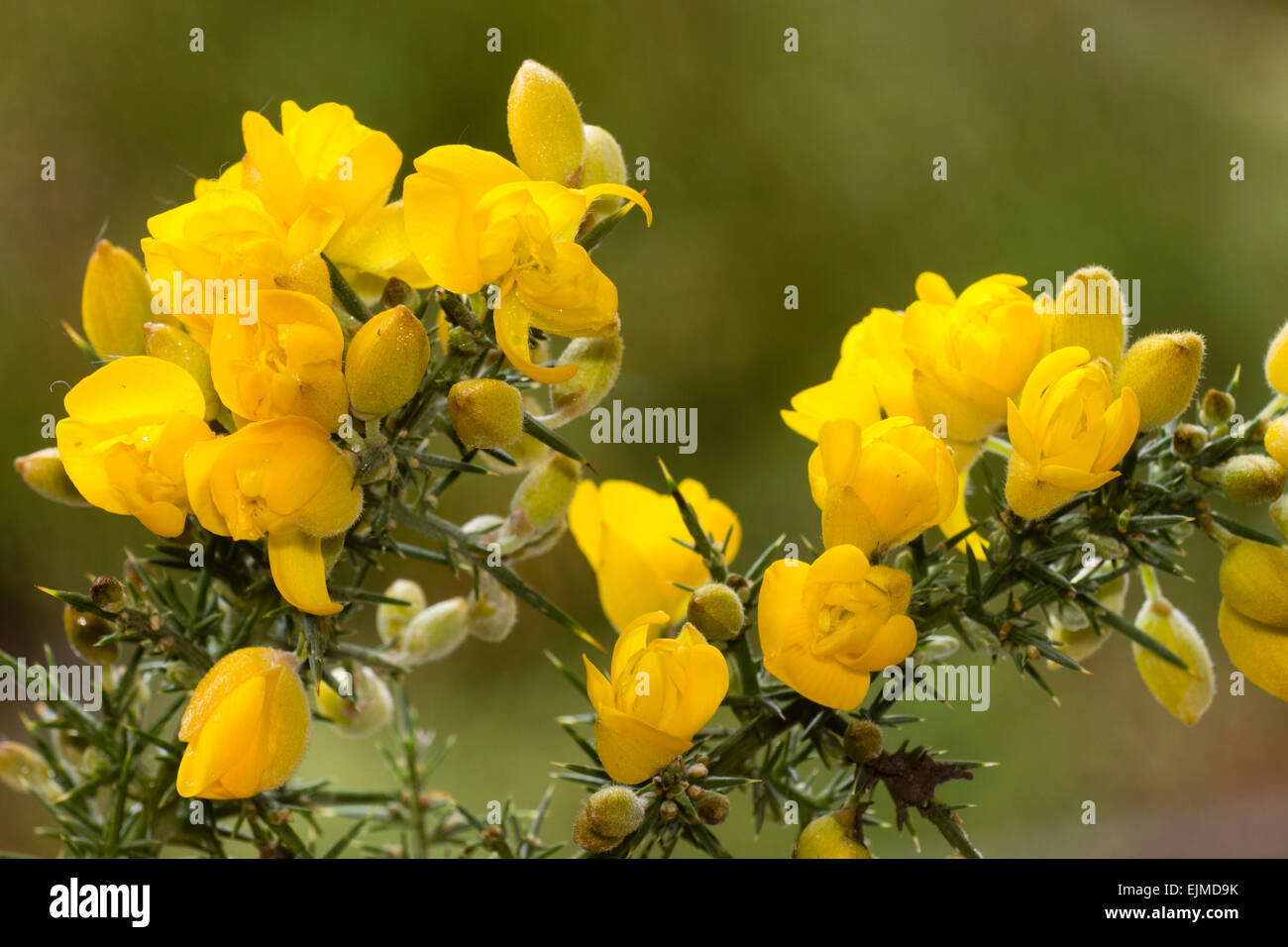 Gefüllte Blüten der Frühling Blüte Gorse, Ulex Europaeus 'Flore Pleno' Stockfoto