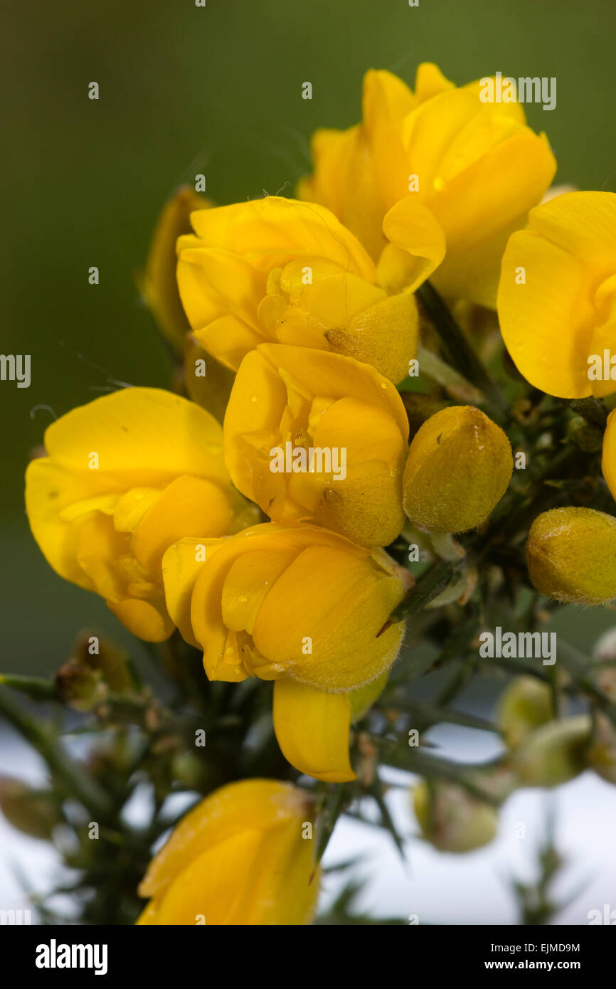 Gefüllte Blüten der Frühling Blüte Gorse, Ulex Europaeus 'Flore Pleno' Stockfoto