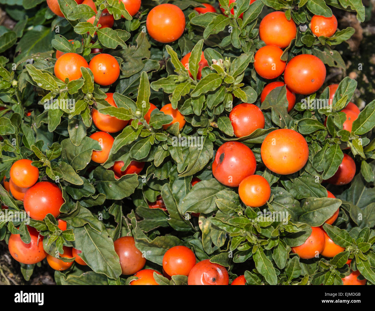 Bush mit orange Beeren (Solanum Pseudocapsicum) Stockfoto