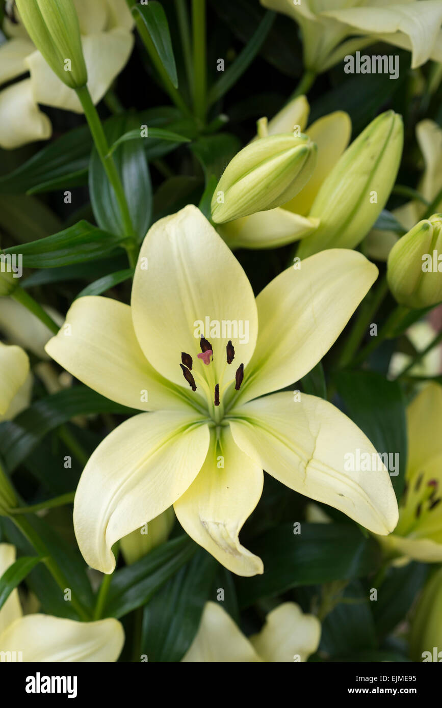 Lilium Trebbiano, grüne Asiatic Lilie Blume Stockfoto