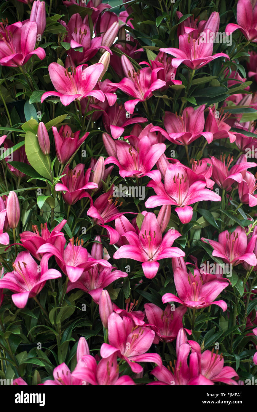 Lilium Cecina, Hybrid Lilie Blume Stockfoto