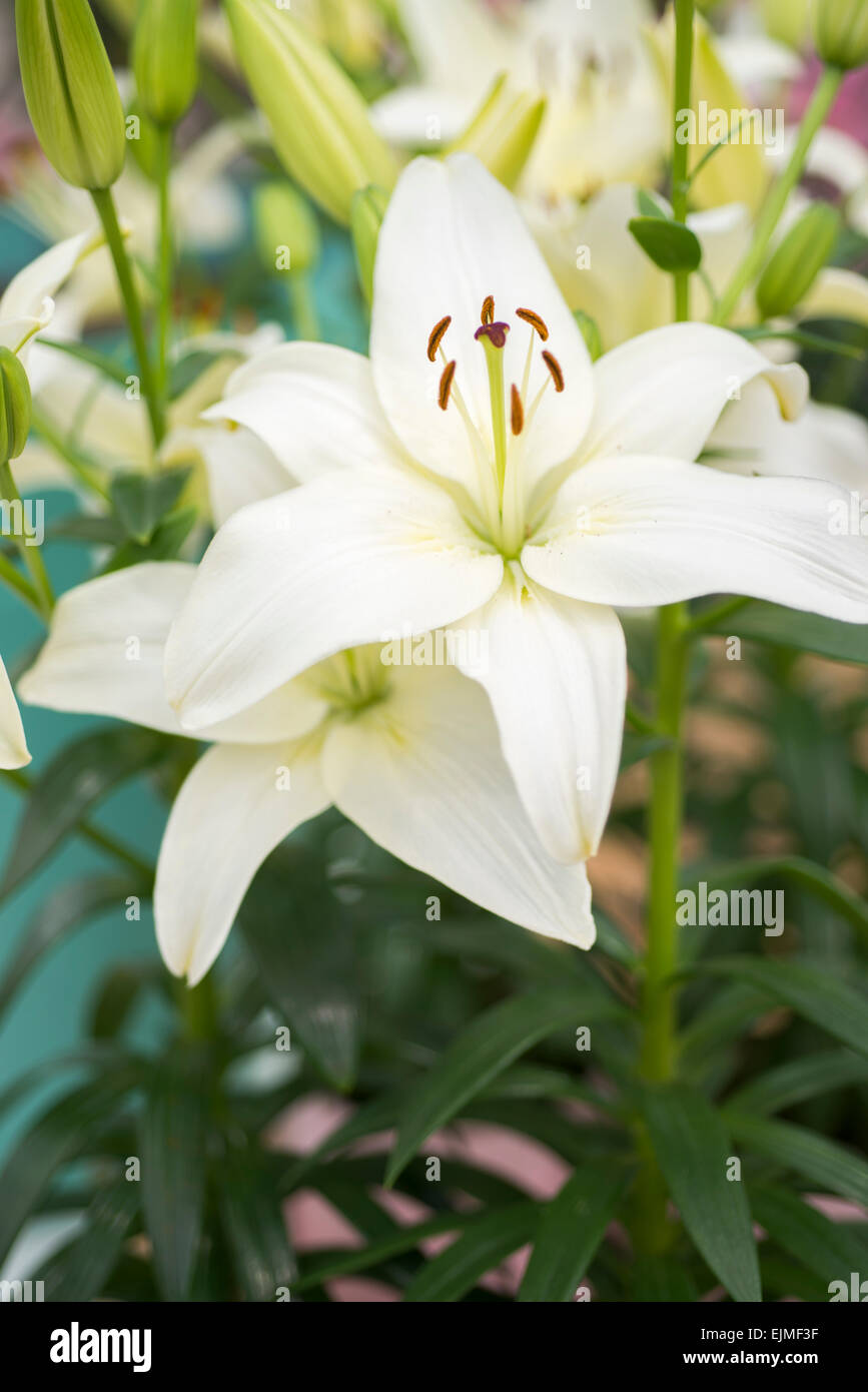 Lilium Nova Freude, weiße Asiatic Hybrid Lilie Stockfoto