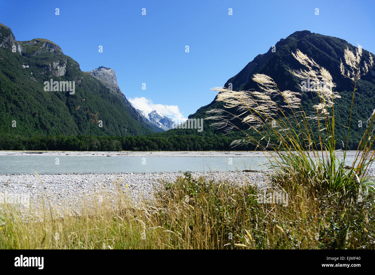 Toe Toe Samenköpfe wehen im Wind Alomside Dart River, Neuseeland. Toe Toe ist native New Zealand Form Pf Pampasgras. Stockfoto