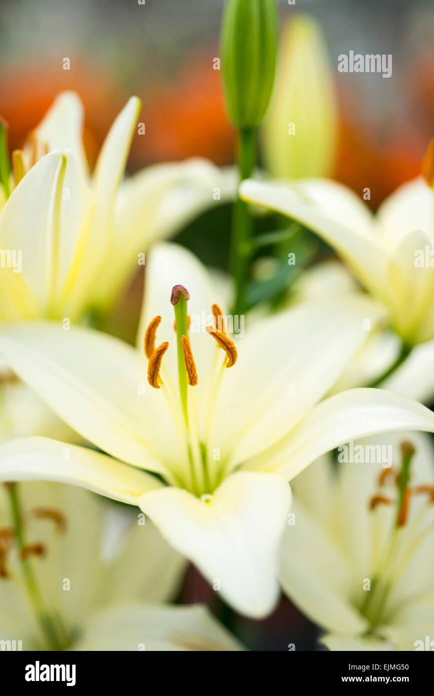 Lilium White Freude, weiße Asiatic Lilie hybrid Stockfoto