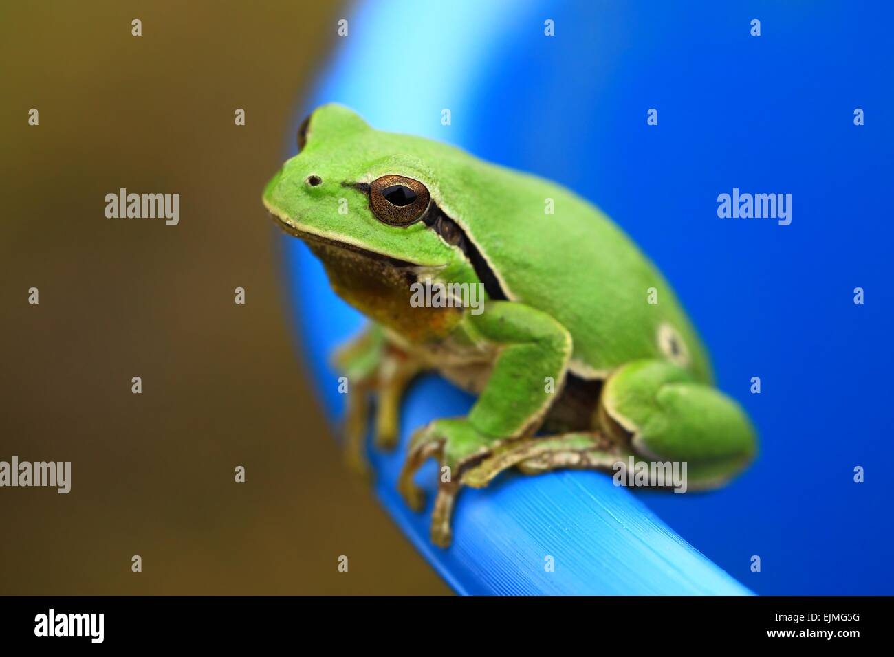 Frosch Gefäß Stockfotos und -bilder Kaufen - Alamy
