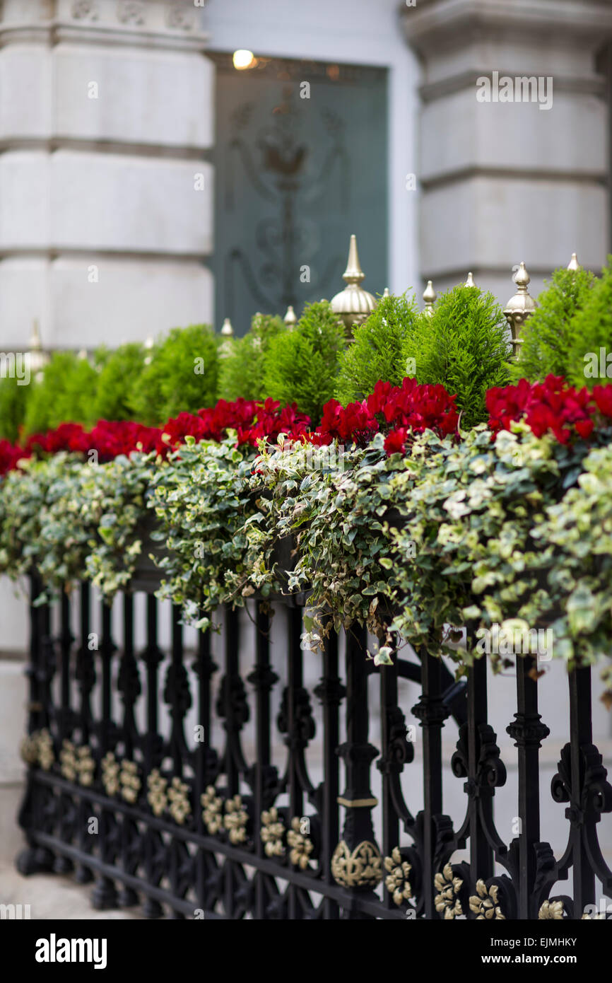Schmiedeeiserne Geländer mit Sträuchern und Blumen, London Stockfoto