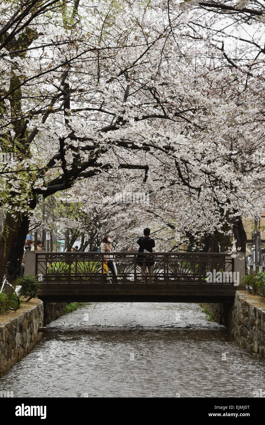 Kyoto, Japan. 29. März 2015. Kirschblüten sind fast aber nicht ganz in voller Blüte Takase Fluss entlang, aber sie hören nicht auf Bewohner in Kyoto, Westjapan, vor einem Wertzuwachs ihrer ätherische, ephemere, zarte Schönheit auf Sonntag, 29. März 2015. © Natsuki Sakai/AFLO/Alamy Live-Nachrichten Stockfoto