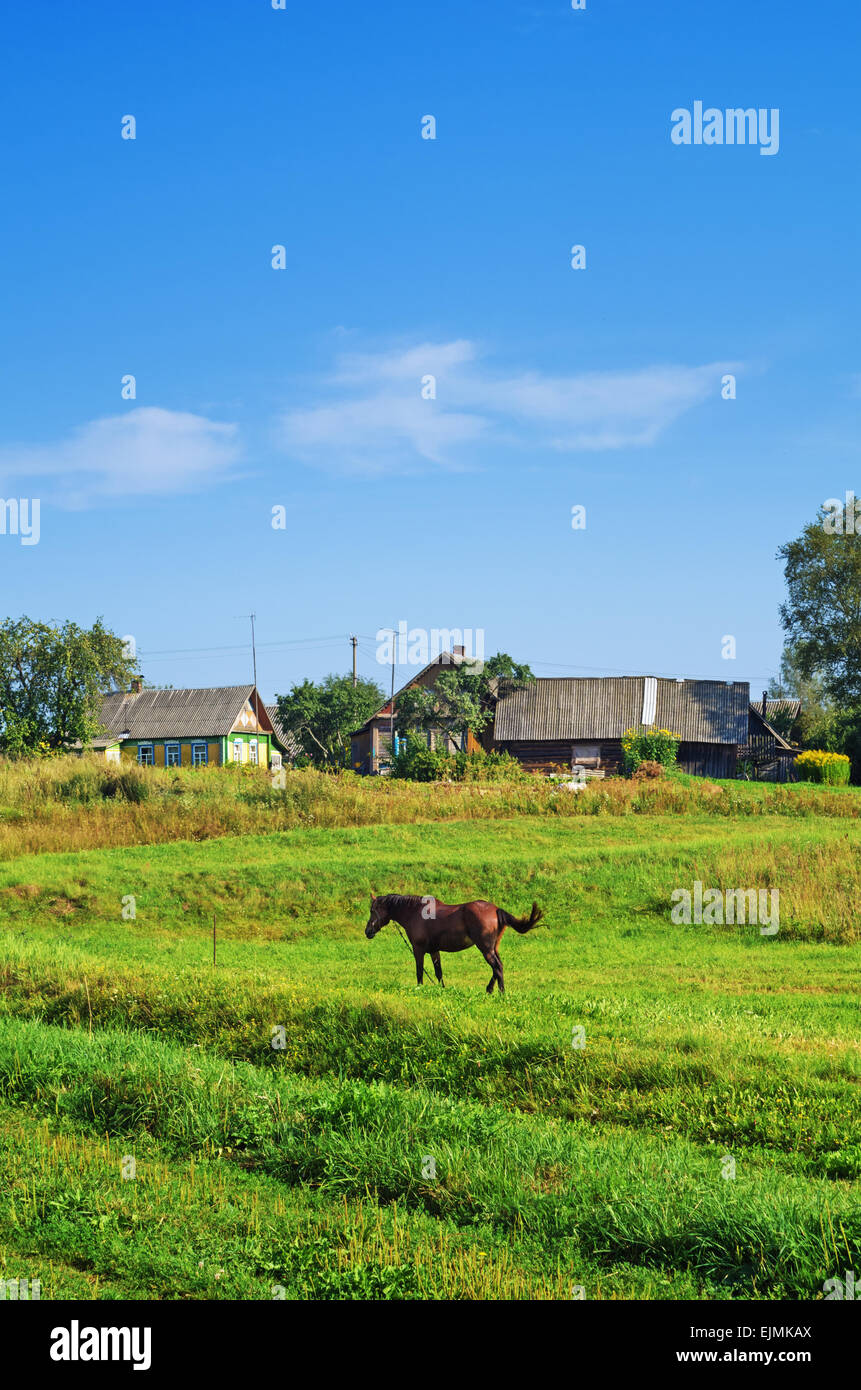 Landschaft im ländlichen Raum. Braune Pferd auf der Weide. Stockfoto