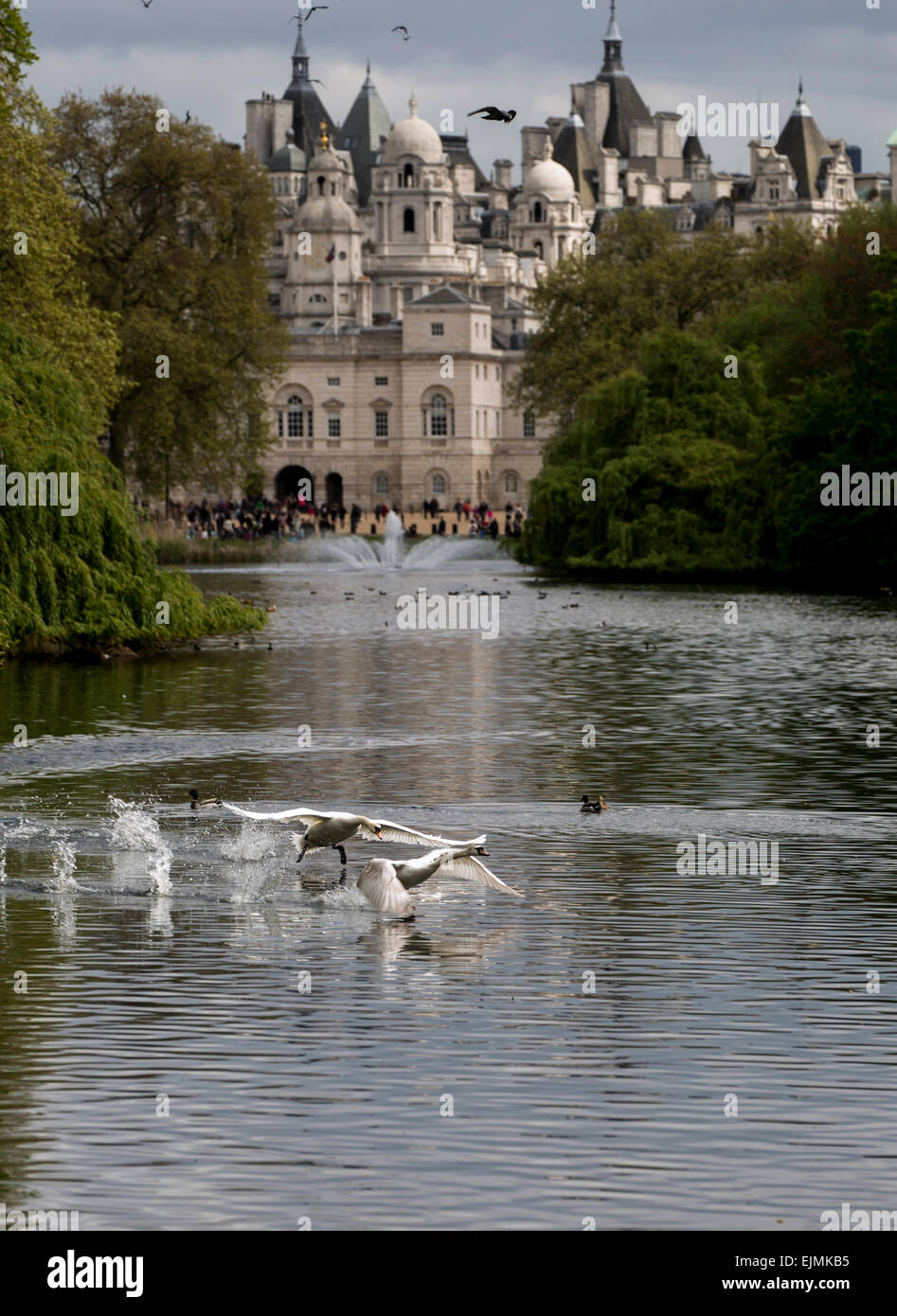 St. James Park See mit Schwänen, Whitehall, London Stockfoto