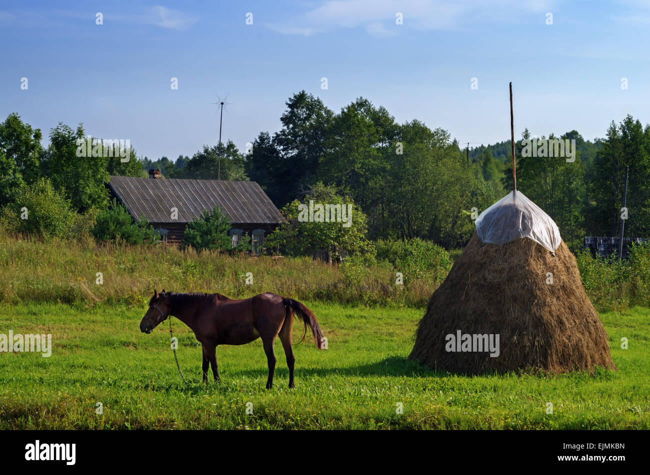Landschaft im ländlichen Raum. Braune Pferd und Heuhaufen auf der Weide. Stockfoto