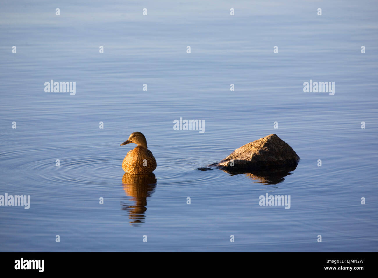 Eine weibliche Stockente Stockfoto