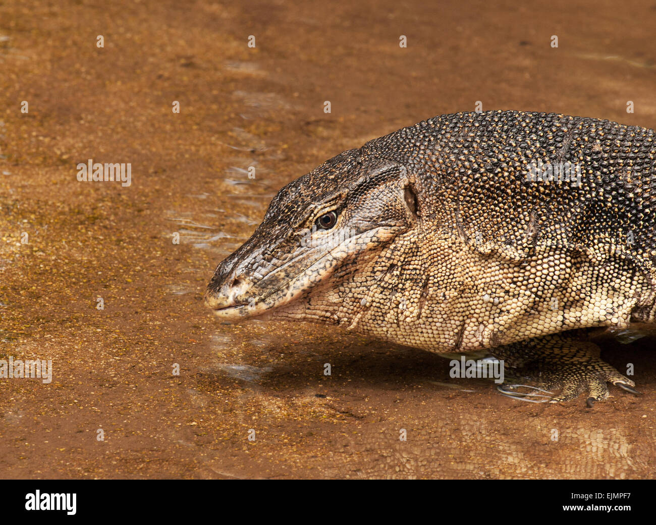 Malaysia Tioman Island. Wasser Minitor Eidechse am Ufer des Flusses verlassen. Es ist groß und gefährlich. Horizontale Ansicht. Stockfoto