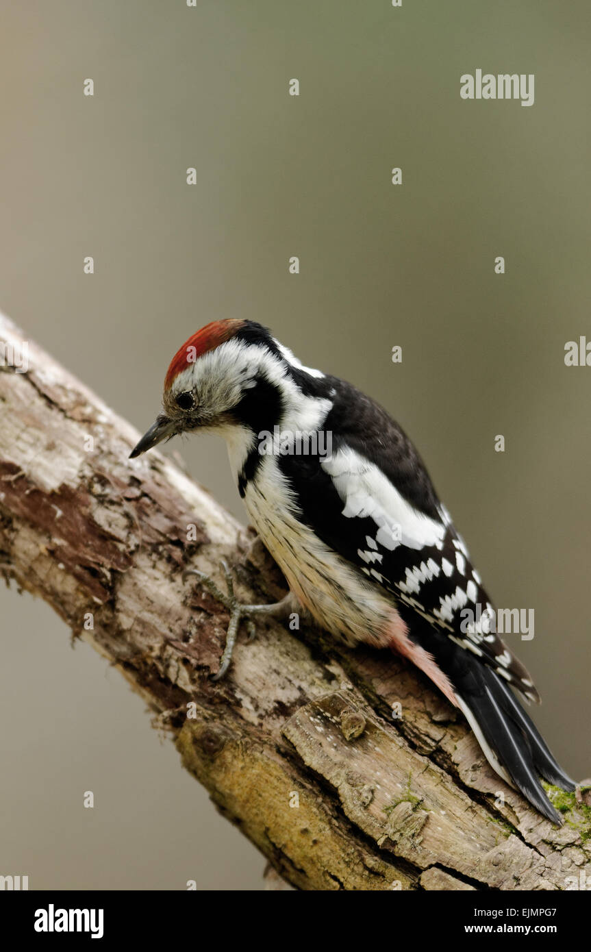 Polen, Sommer... Nahen beschmutzt Specht auf dem Ast sitzen. Er sucht unter der Rinde für Insekten. Stockfoto