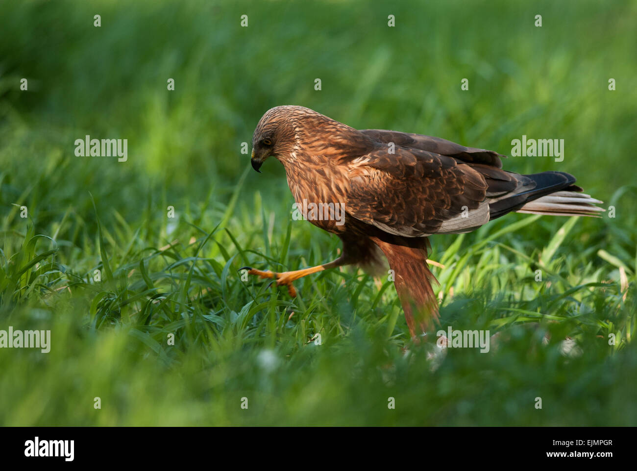 Polen in May.Marsh Harrier männlich, überall auf der Wiese gehen. Linke Seitenansicht. Stockfoto