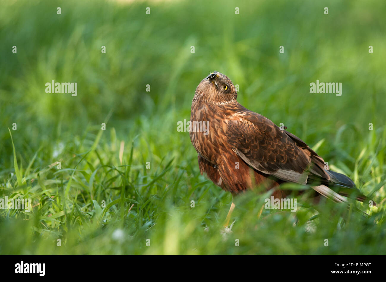Polen in May.Marsh Harrier männlichen gerade oben. Er blickt auf das weibliche kommenden fliegen. Stockfoto