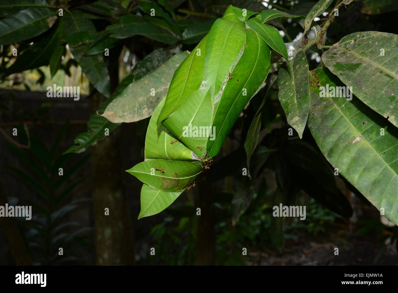 Ameisen-Nest auf einem Baum Stockfoto