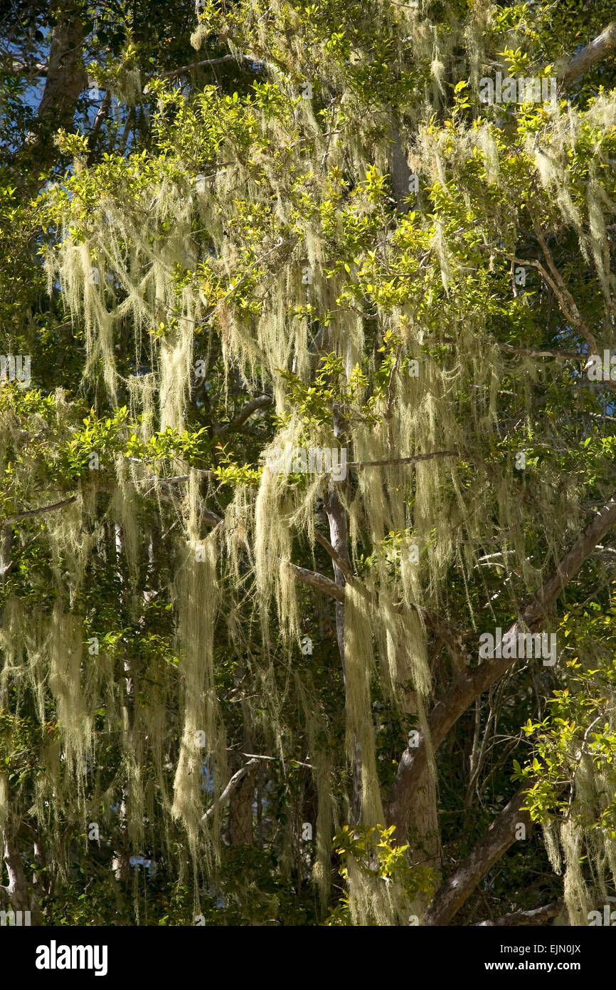 Des Baumes Schuppen (Usnea) auf einem Baum, Tsitsikamma National Park, Südafrika Stockfoto