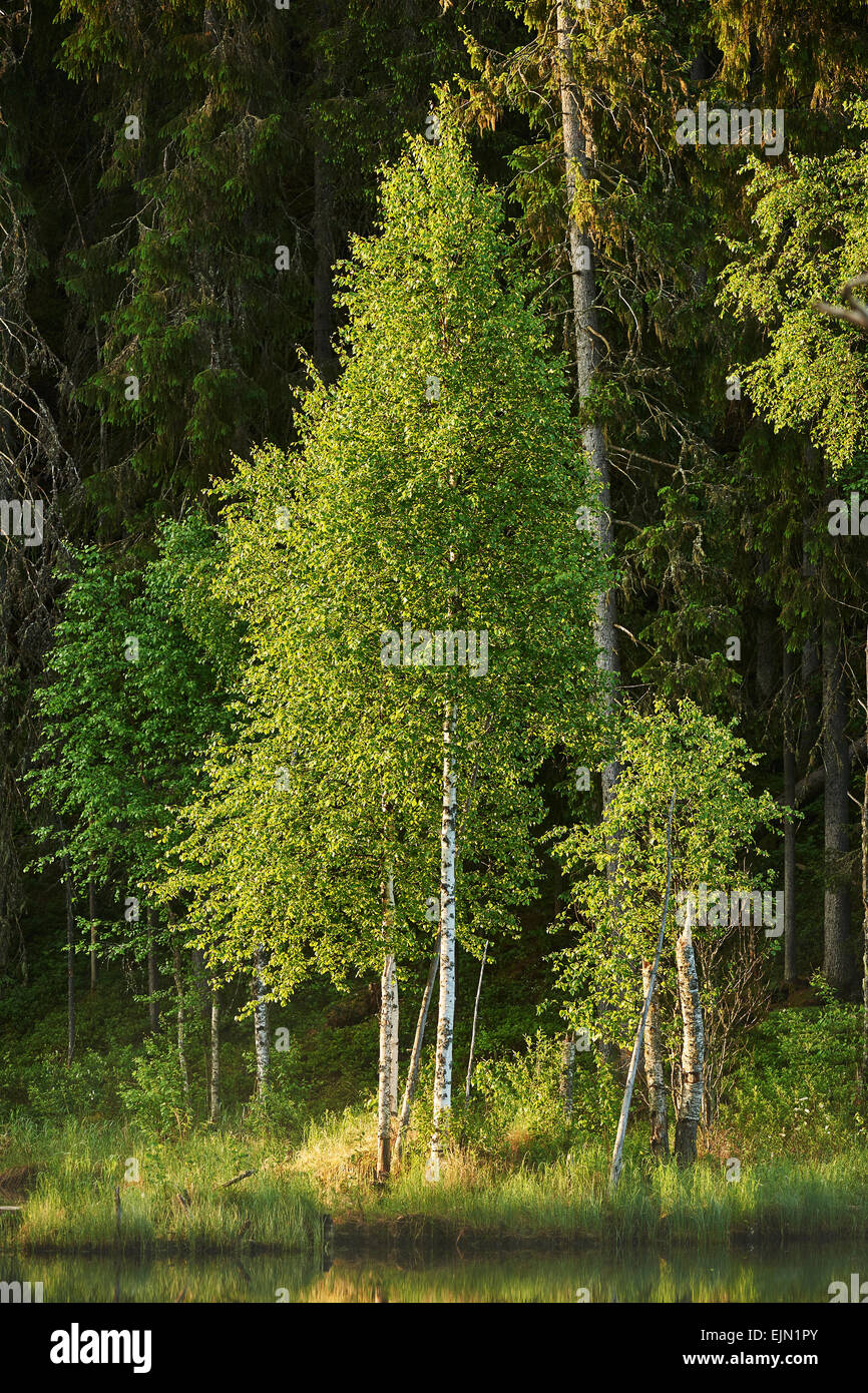 Baum in einem finnischen Wald im Frühling Stockfoto