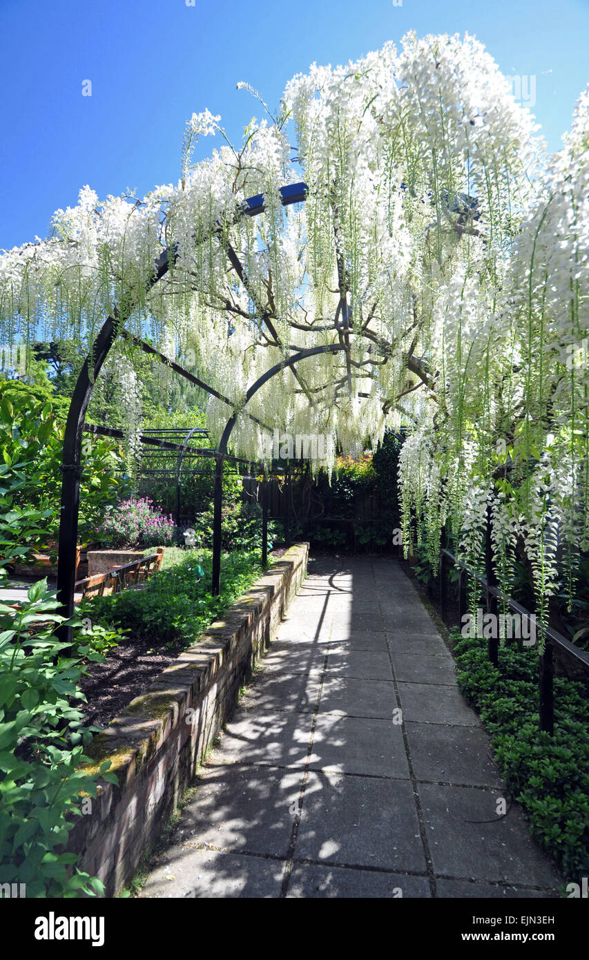 Wellington Botanical Gardens, New Zealand, ist die Heimat von dieser  schnen Wisteria-Bogen, im englischen Garten Stil eingerichtet  Stockfotografie - Alamy