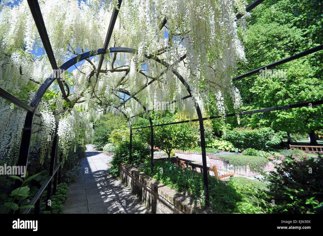 Englische Stil Christchurch Botanical Gardens, New Zealand, ist die Heimat von dieser schönen Glyzinien-Bogen. Stockfoto