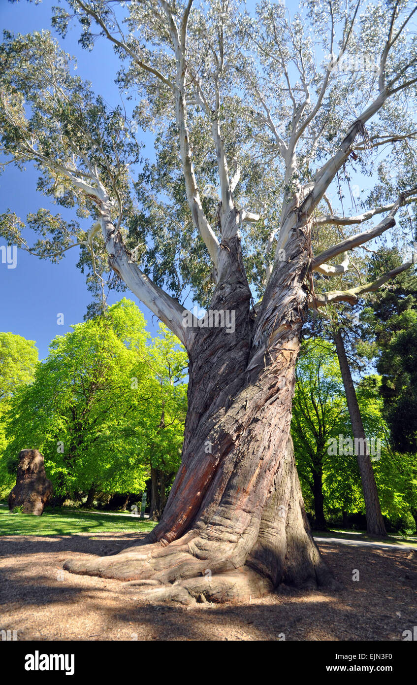 Majestätische Eukalyptus-Baum Stockfoto