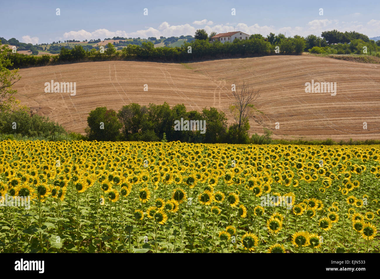 Landschaft Landwirtschaft Sonnenblume Blick auf Felder von Sonnenblumen, einige Nahaufnahmen von Blumen Stockfoto