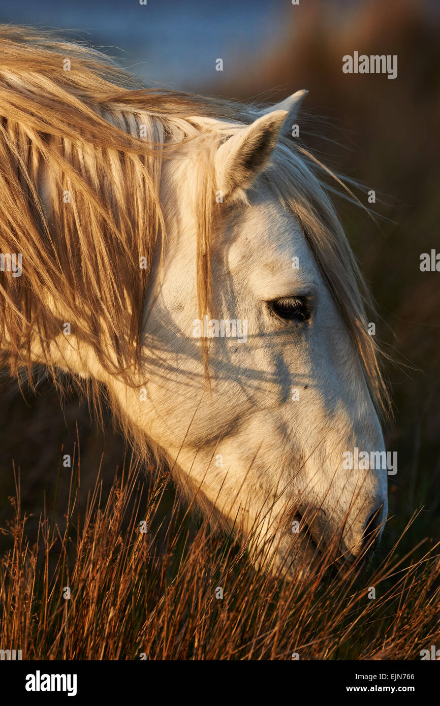 Porträt der weißen Pferde der Camargue während des Essens Stockfoto
