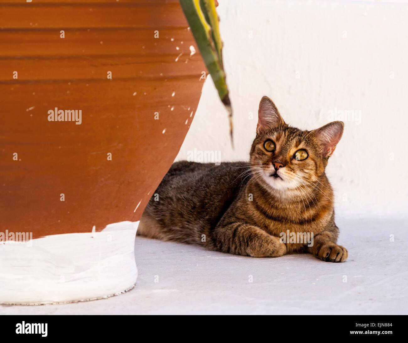 Ein Tabby Katze ruht neben einem Terrakotta-Topf, Fira, Santorini (Thera), Griechenland. Stockfoto